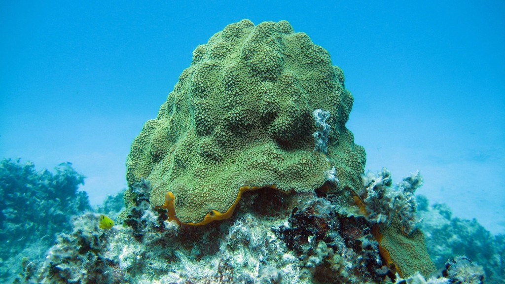 Mutiara Jed Sponge Laut